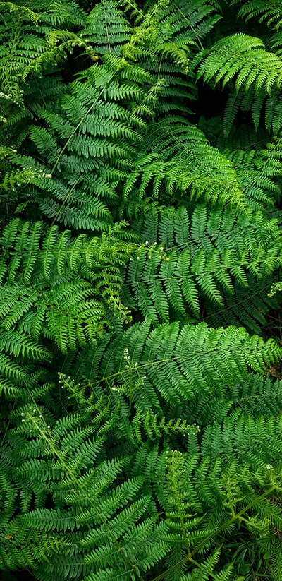 绿色蕨植物白天
